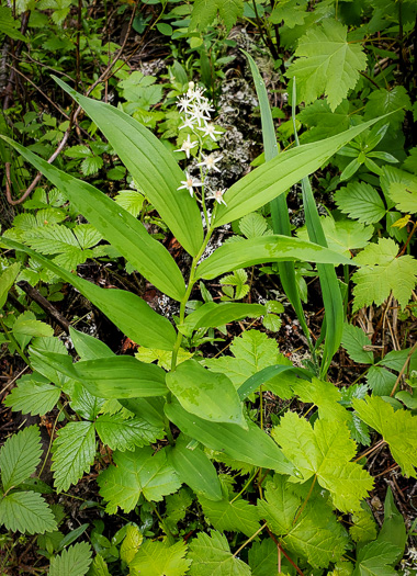 image of Maianthemum stellatum, Starry Solomon's Plume, Starflower, Starry Solomon's Seal