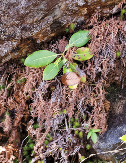 image of Phegopteris connectilis, Northern Beech Fern