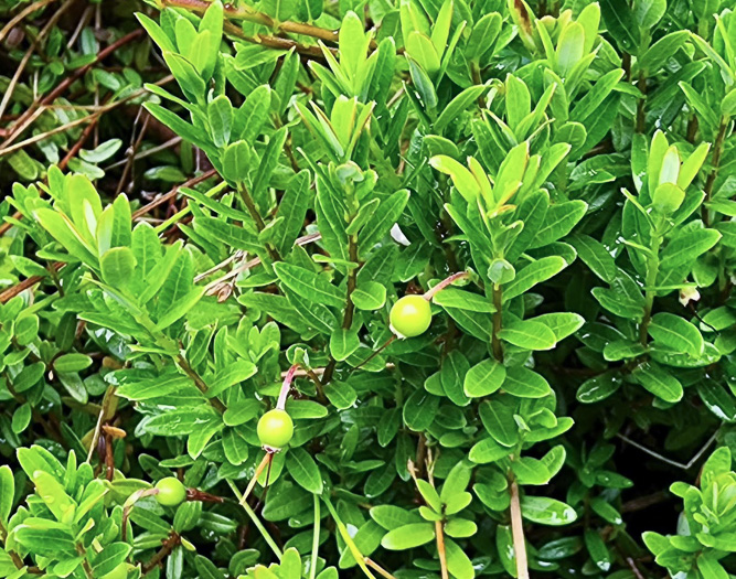 image of Vaccinium macrocarpon, Cranberry, Large Cranberry