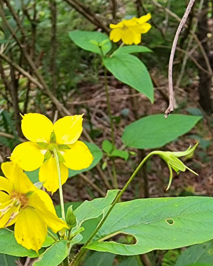 image of Steironema ciliatum, Fringed Loosestrife