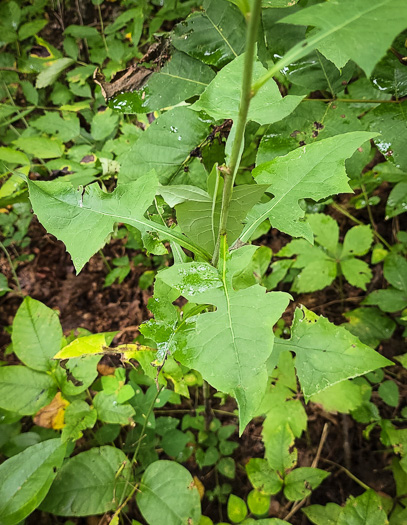 Lactuca biennis, Tall Blue Lettuce, Blue Wood Lettuce