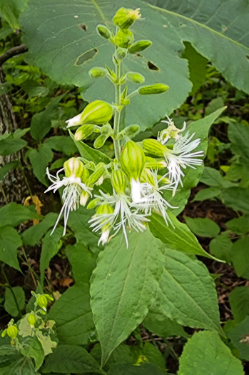 panicle