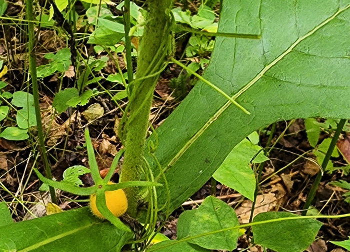 image of Triosteum aurantiacum var. aurantiacum, Orange-fruited Horse-gentian