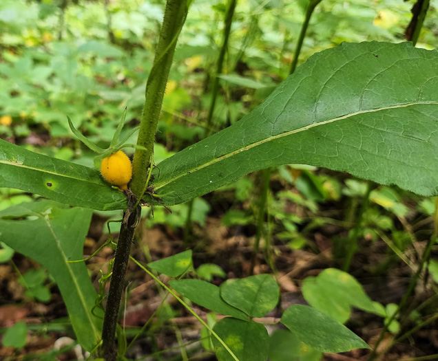 image of Triosteum aurantiacum var. aurantiacum, Orange-fruited Horse-gentian