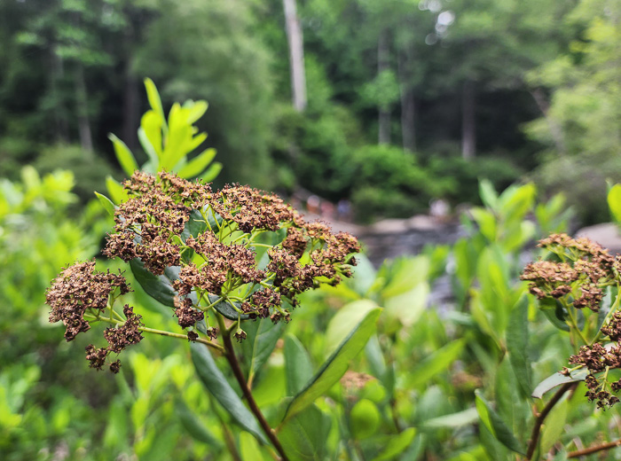 image of Spiraea virginiana, Virginia Spiraea, Appalachian Spiraea, Virginia Meadowsweet