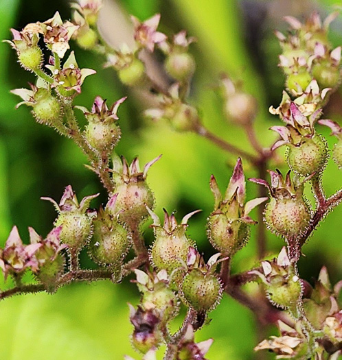 image of Boykinia aconitifolia, Brook-saxifrage, Eastern Boykinia, Allegheny Brookfoam, Aconite-saxifrage