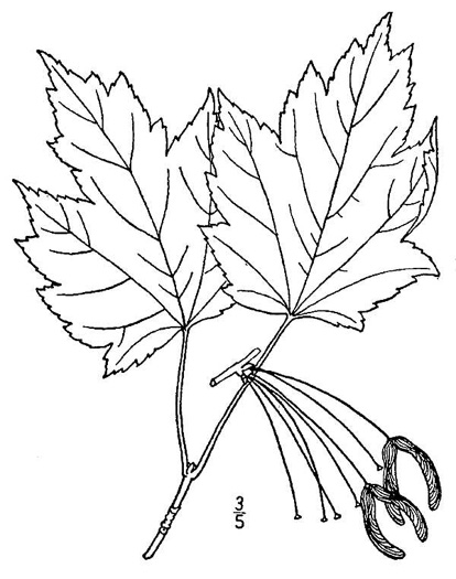 image of Acer rubrum var. rubrum, Eastern Red Maple