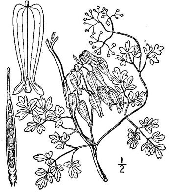 image of Adlumia fungosa, Climbing Fumitory, Allegheny Vine, Cliff-Harlequin