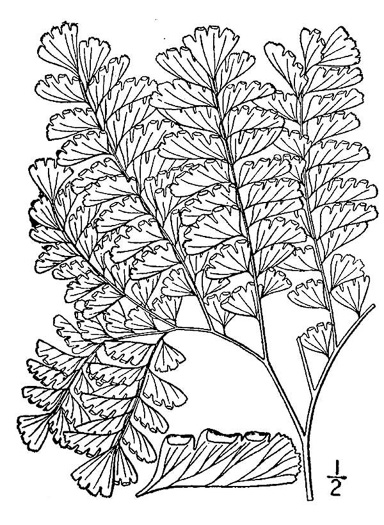 image of Adiantum pedatum, Northern Maidenhair Fern