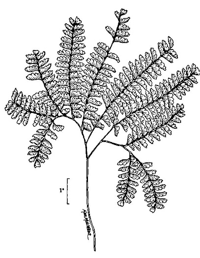 image of Adiantum pedatum, Northern Maidenhair Fern