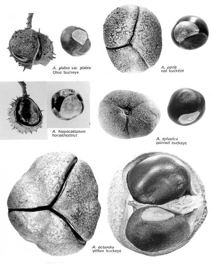 image of Aesculus hippocastanum, Horsechestnut