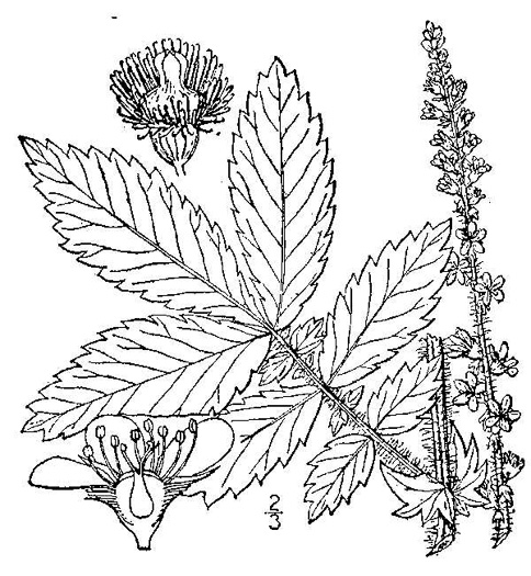 image of Agrimonia gryposepala, Common Agrimony, Swamp Agrimony