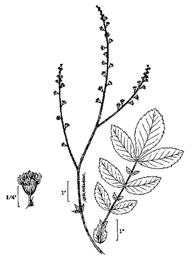 image of Agrimonia gryposepala, Common Agrimony, Swamp Agrimony