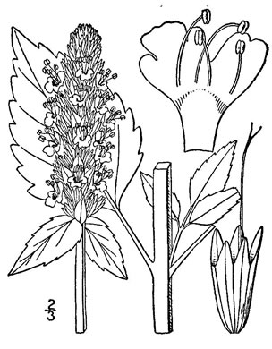 image of Agastache nepetoides, Yellow Giant-hyssop