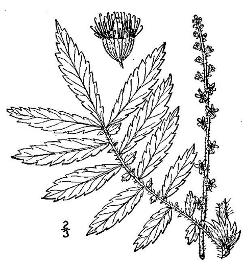 image of Agrimonia parviflora, Southern Agrimony, Small-flowered Agrimony, Harvestlice