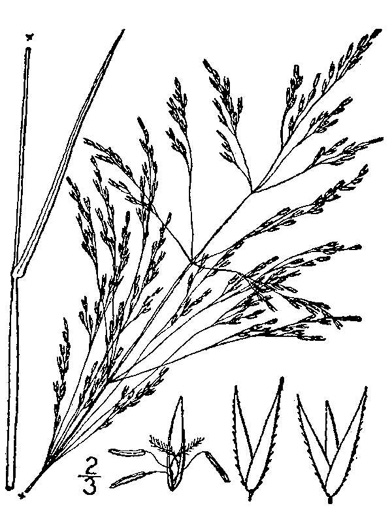 image of Agrostis altissima, Coastal Bog Bentgrass