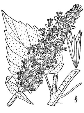 image of Agastache scrophulariifolia, Purple Giant-hyssop