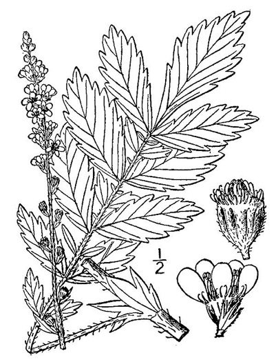 image of Agrimonia striata, Roadside Agrimony