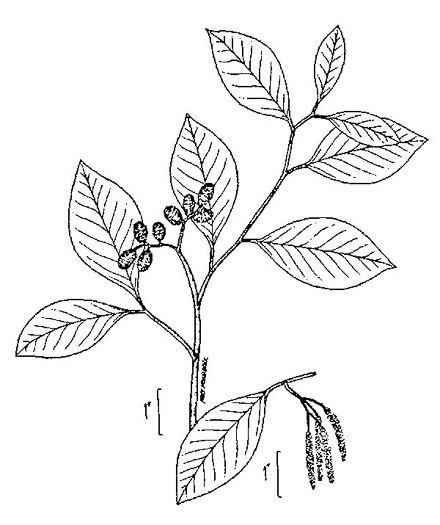 image of Alnus serrulata, Tag Alder, Hazel Alder, Smooth Alder