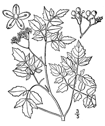 Nekemias arborea, Peppervine