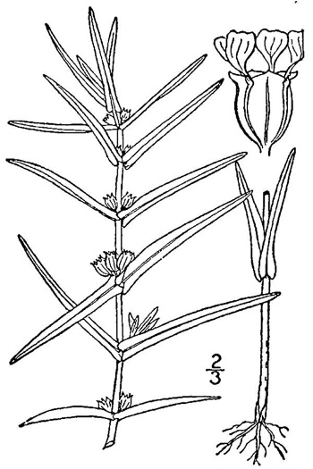 image of Ammannia coccinea, Red Toothcup, Scarlet Toothcup, valley redstem