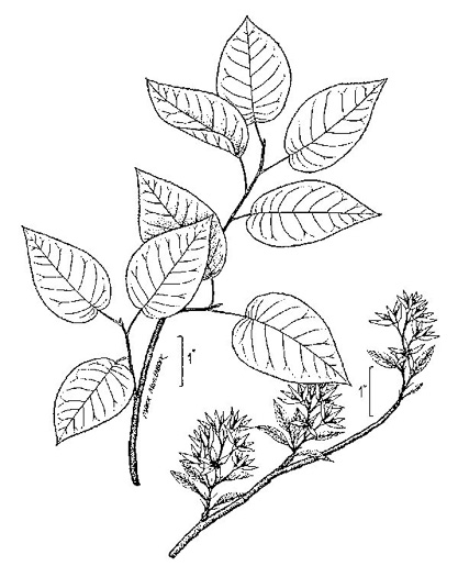 image of Amelanchier laevis, Smooth Serviceberry, Allegheny Serviceberry