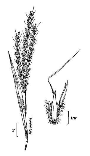 image of Andropogon gerardi, Big Bluestem, Turkeyfoot