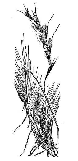 image of Schizachyrium littorale, Seaside Little Bluestem