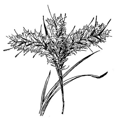 drawing of Andropogon longiberbis, Longbeard Bluestem