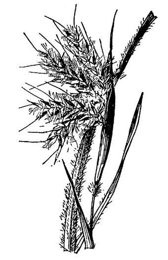 image of Andropogon mohrii, Mohr's Bluestem, Tawny Bluestem, Bog Bluestem