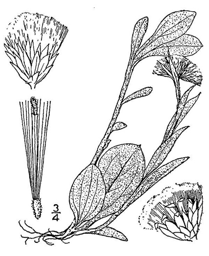 image of Antennaria plantaginifolia, Plantainleaf Pussytoes, Plantain Pussytoes