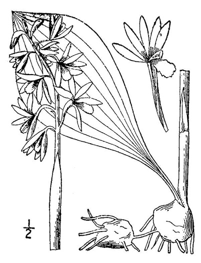 image of Aplectrum hyemale, Puttyroot, Adam-and-Eve