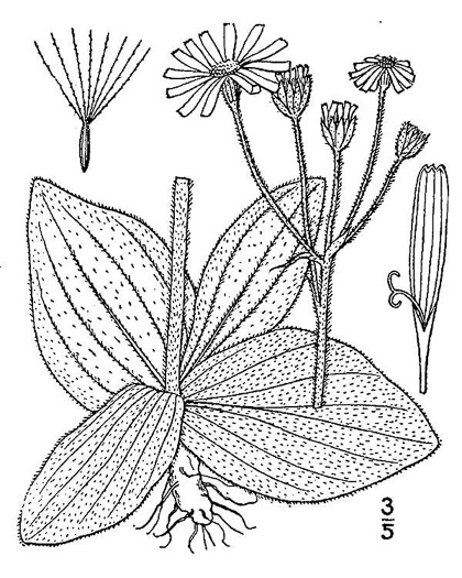 drawing of Arnica acaulis, Leopard's-bane, Southeastern Arnica