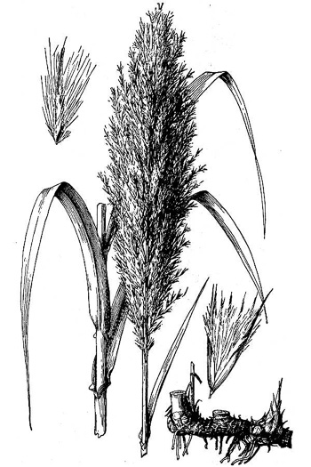 image of Arundo donax, Giant Reed