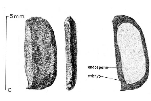 image of Aralia nudicaulis, Wild Sarsaparilla