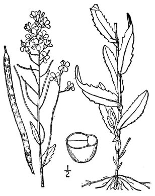 drawing of Arabis patens, Spreading Rockcress