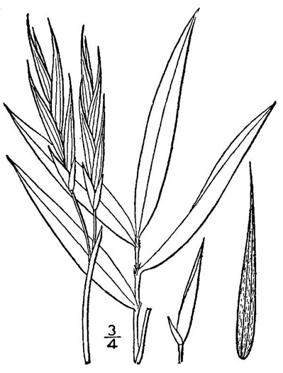 image of Arundinaria tecta, Switch Cane, Small Cane, Mutton Grass