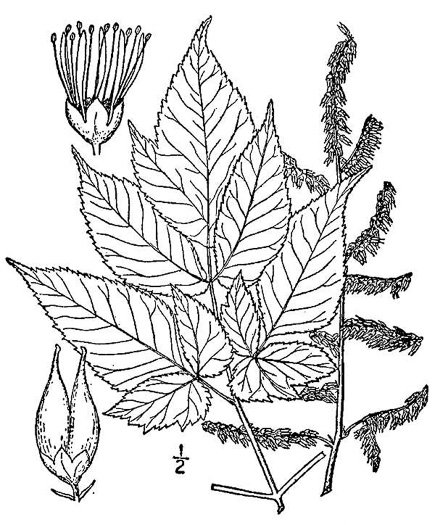 image of Astilbe biternata, Appalachian False Goatsbeard, Appalachian Astilbe