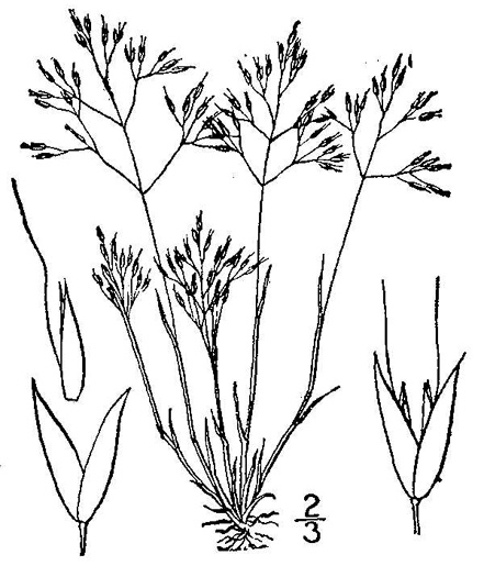 image of Aira caryophyllea, Silver Hairgrass