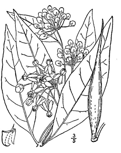 image of Asclepias exaltata, Poke Milkweed, Tall Milkweed