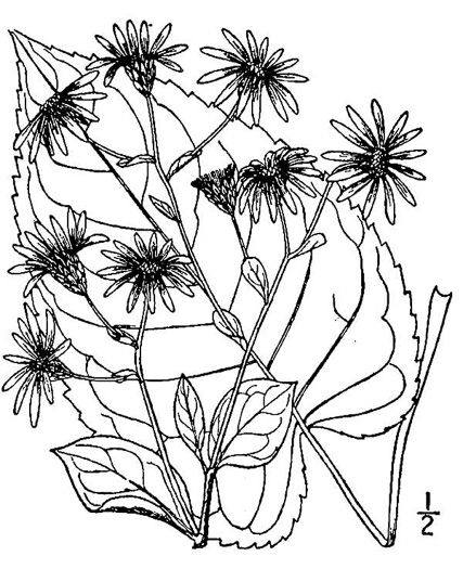 Eurybia macrophylla, Large-leaf Aster, Bigleaf Aster