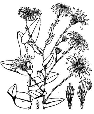 image of Symphyotrichum patens var. patens, Late Purple Aster, Common Clasping Aster, Late Blue Aster, Skydrop Aster