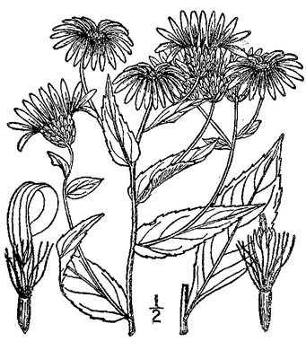 image of Eurybia radula, Rough-leaved Aster, Low Rough Aster