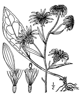 image of Eurybia spectabilis, Low Showy Aster, Eastern Showy Aster