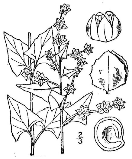 drawing of Atriplex prostrata, Thinleaf Orach, Fat-hen, Triangle Orach