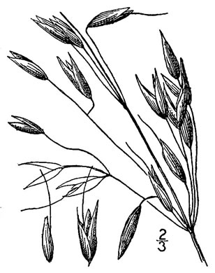 image of Avena sativa, Domestic Oats