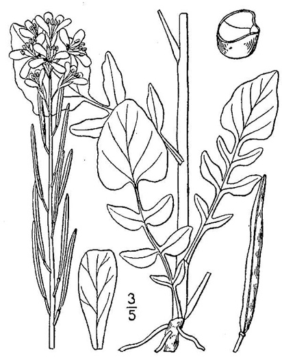 image of Barbarea vulgaris, Yellow Rocket-cress, Common Winter-cress, Yellow Rocket, Creasy