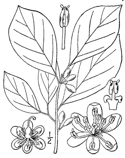 image of Lindera benzoin, Northern Spicebush, Wild Allspice