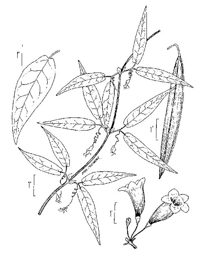 image of Bignonia capreolata, Crossvine