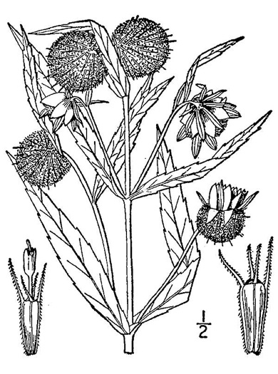 image of Bidens cernua, Nodding Bur-marigold, Nodding Beggarticks